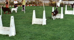 Lynn flyball-baan 250