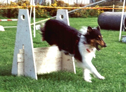 Lynn flyball 250