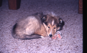 85-132 img049 Laika pup liggen 300